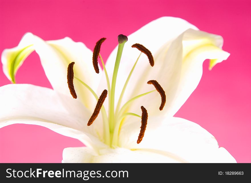 Close up of Easter lily