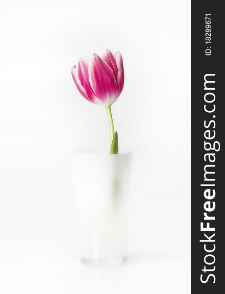 Pink tulip in white glass