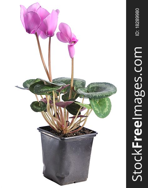 Cyclamen