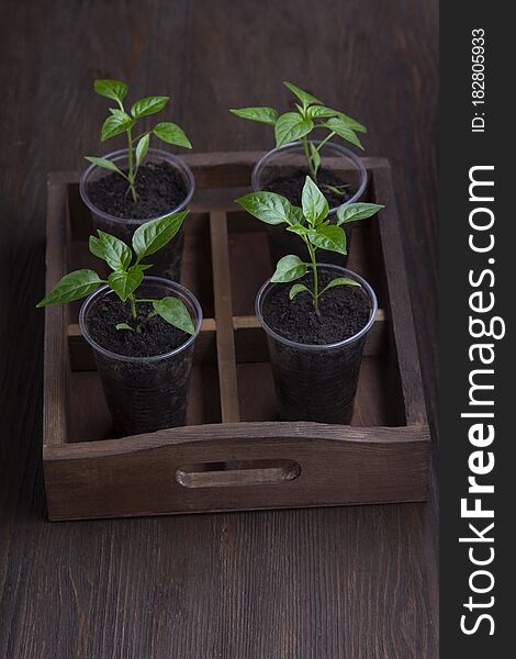 Four sprouts of bell pepper in paper pots on wooden background.