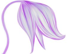 Tender Violet Flower Illustration Stock Photos