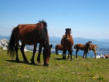 Horses Grazing On A Hill Stock Image Horses Grazing On A Hill Stock Image