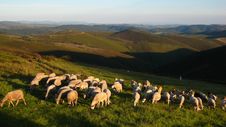 Flock Of Sheeps Mountains In Sunset Hour Royalty Free Stock Images Flock Of Sheeps Mountains In Sunset Hour Royalty Free Stock Images