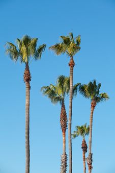 Palm Trees With Blue Sky Stock Images Palm Trees With Blue Sky Stock Images