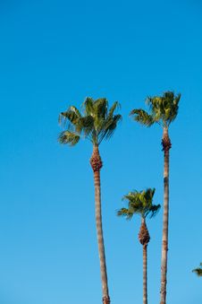 Palm Trees With Blue Sky Royalty Free Stock Photos Palm Trees With Blue Sky Royalty Free Stock Photos