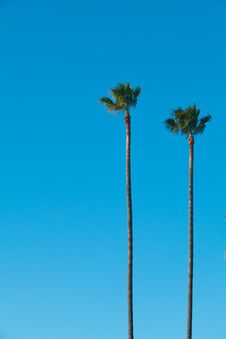 Palm Trees With Blue Sky Royalty Free Stock Photography Palm Trees With Blue Sky Royalty Free Stock Photography