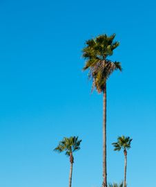 Palm Trees With Blue Sky Royalty Free Stock Photography Palm Trees With Blue Sky Royalty Free Stock Photography