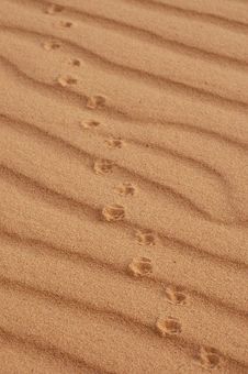 Animal Prints In Sand Royalty Free Stock Photography