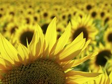 Blooming Sunflower Royalty Free Stock Images Blooming Sunflower Royalty Free Stock Images