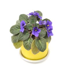 Beautiful Violet In Pot Royalty Free Stock Photography Beautiful Violet In Pot Royalty Free Stock Photography