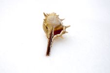 Conch On The Snow Royalty Free Stock Image Conch On The Snow Royalty Free Stock Image