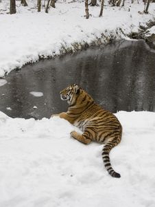 Siberian Tiger In The Snow Royalty Free Stock Image Siberian Tiger In The Snow Royalty Free Stock Image