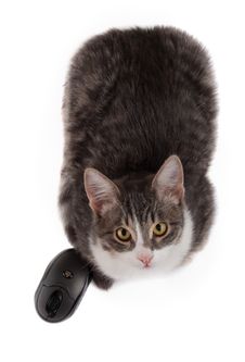 Kat And Computer Mouse Royalty Free Stock Photos