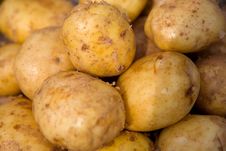 Young Potatoes Royalty Free Stock Photo Young Potatoes Royalty Free Stock Photo