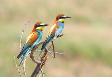 European Bee Eaters Pair Royalty Free Stock Images European Bee Eaters Pair Royalty Free Stock Images