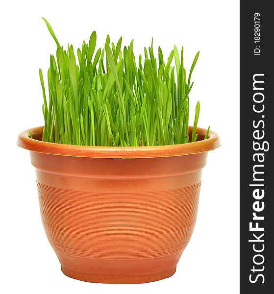 Green grass in a pot isolated on a white background