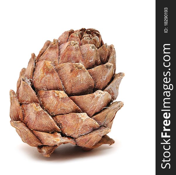 Single cedar cone isolated on white background