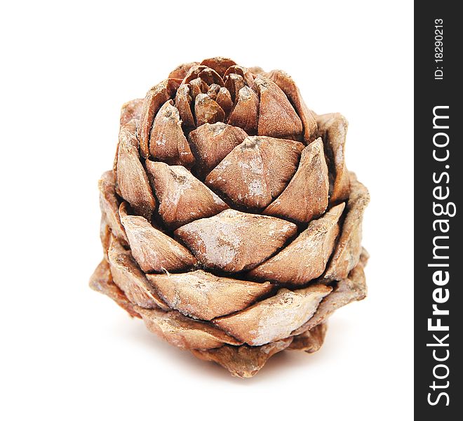 Single Cedar Cone