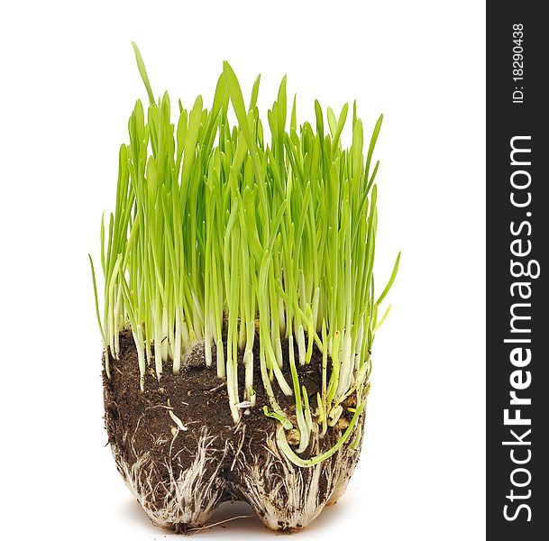 Green grass growing from the roots in the ground on a white background