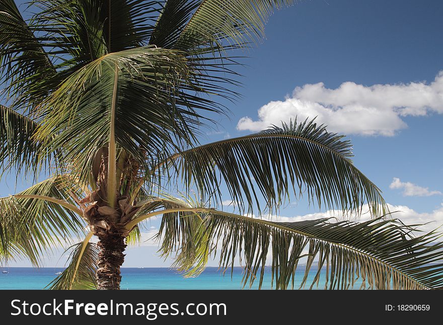 Upper half of palm tree on a tropical beach with ocean in background. Upper half of palm tree on a tropical beach with ocean in background