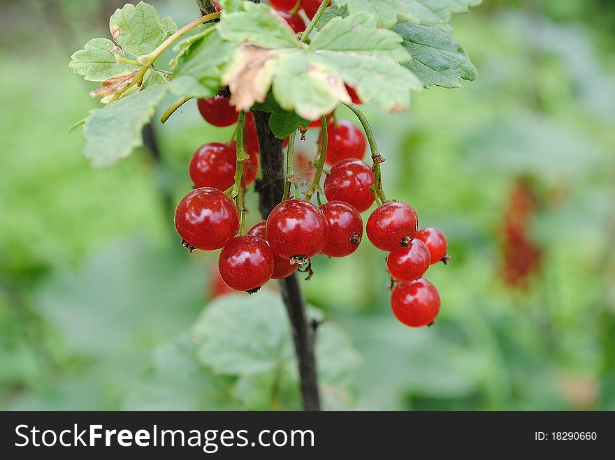 Red berries in a garden