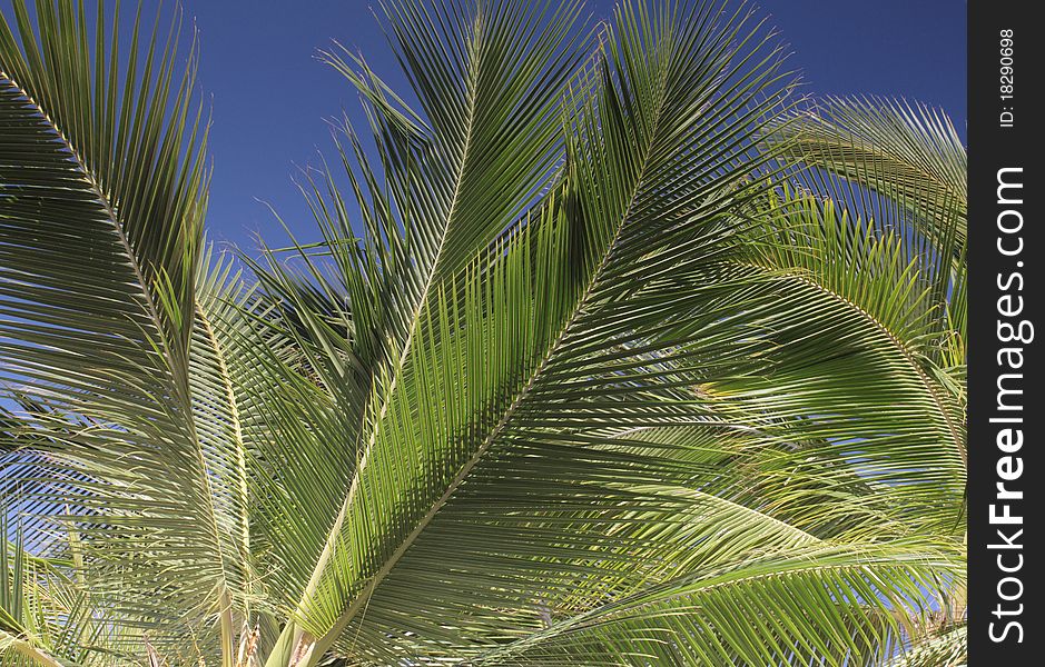 Detail of palm tree on a clear sunny day. Detail of palm tree on a clear sunny day