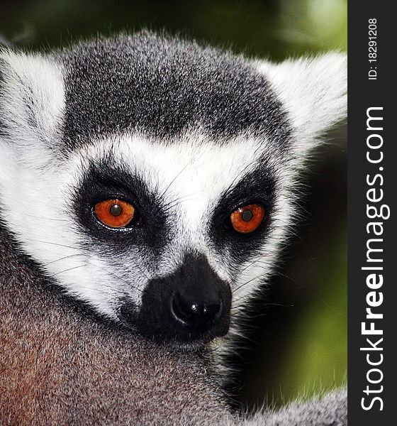 Ring-Tailed Lemur