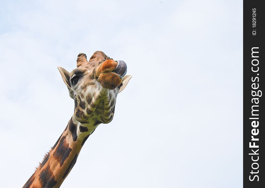 Giraffe licking its lips as viewed from below. Giraffe licking its lips as viewed from below
