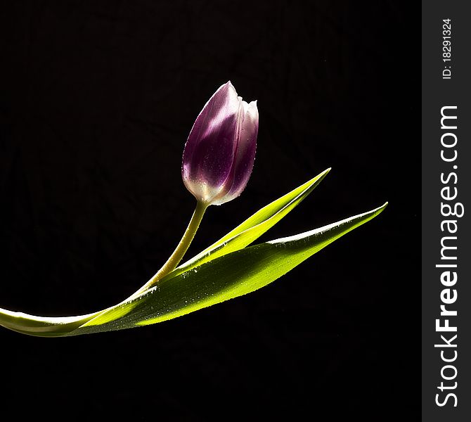 Tulip flower on clean black background