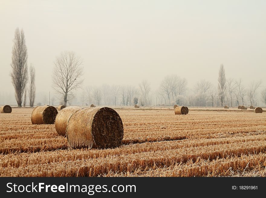 Hay bales in a wheat field