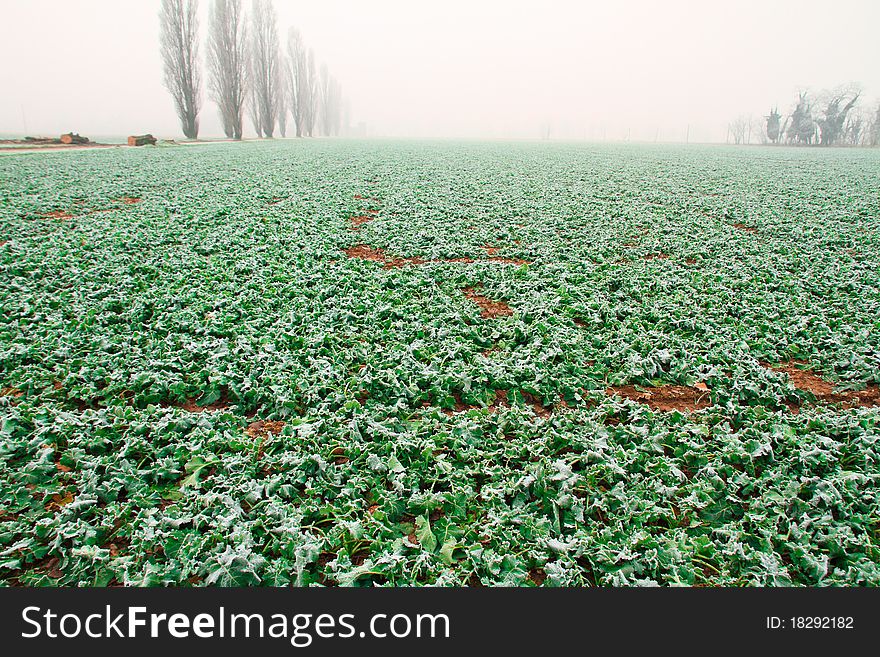 Vegetables Frozen In A Cold Day