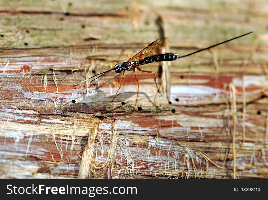 Close up of Giant Ichneumon Wasp on dead cedar wood