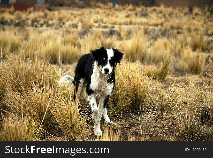 Dog running through field in Peru. Dog running through field in Peru