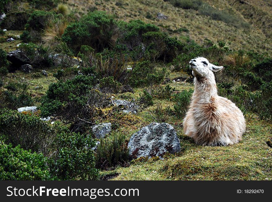 Llama sitting down on mountain and looking up. Llama sitting down on mountain and looking up