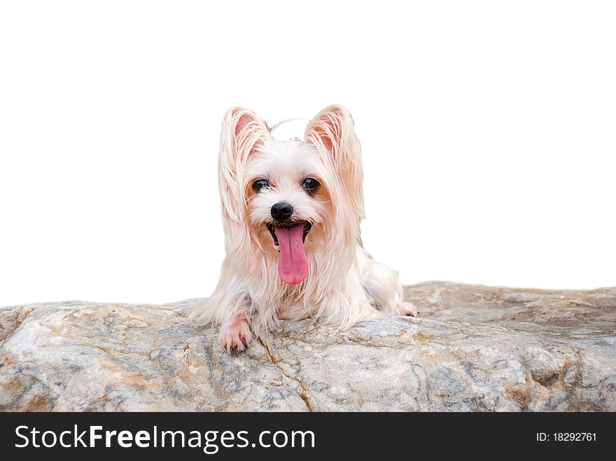 The white YorkshireTerrier dog on the sun with cute face and long Tongue. The white YorkshireTerrier dog on the sun with cute face and long Tongue