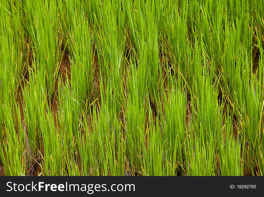 A closeup of bright green rice growing in a field. A closeup of bright green rice growing in a field