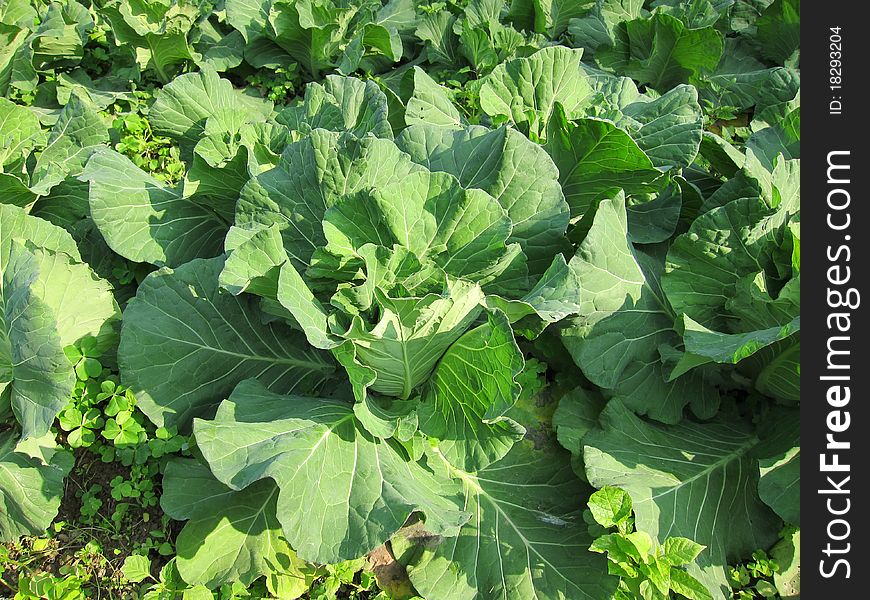 Closeup of growing green cabbage in a local farm. Closeup of growing green cabbage in a local farm.