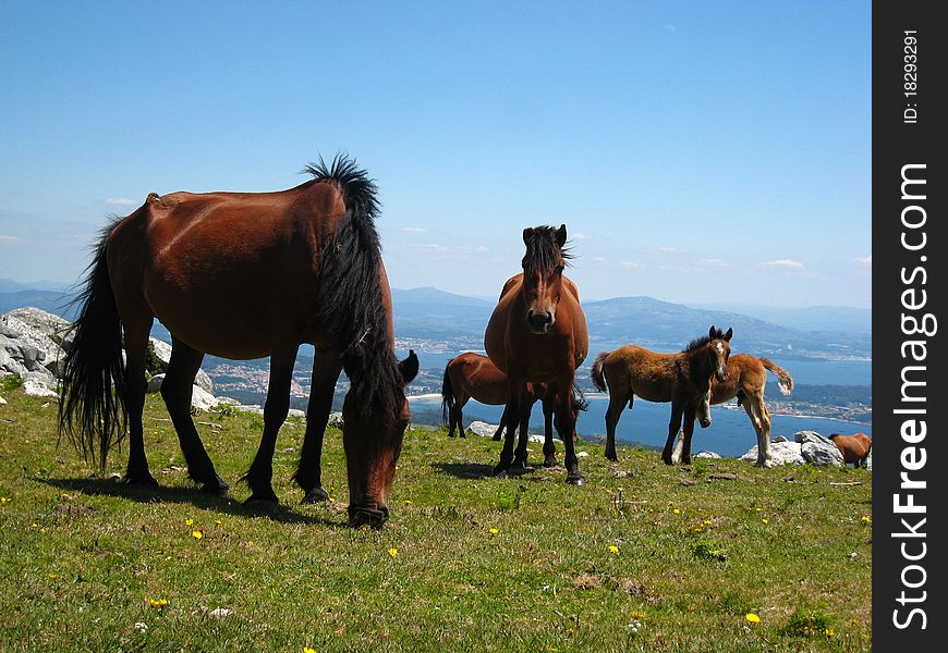 Horses grazing on a hill close to the sea