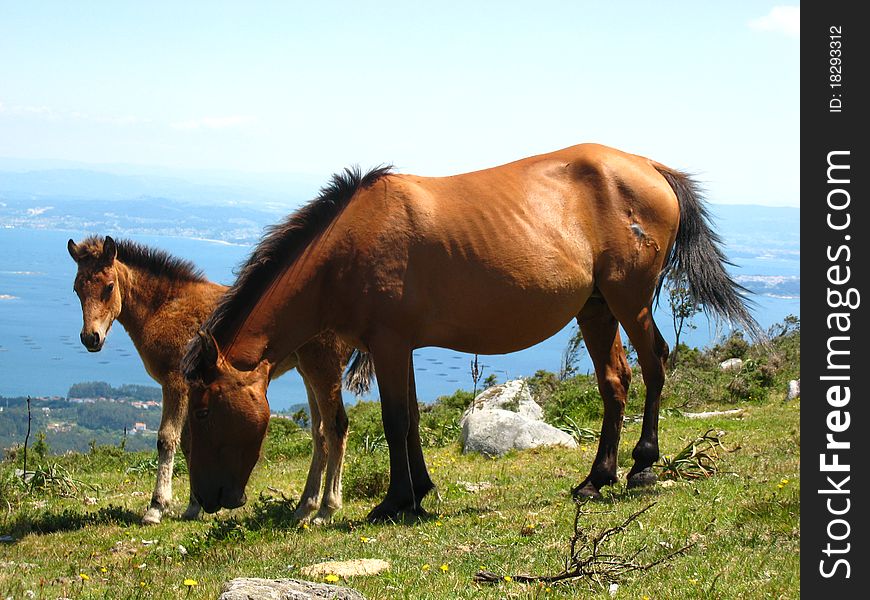 Young horse looking at an adult horse grazing on a hill close to the sea