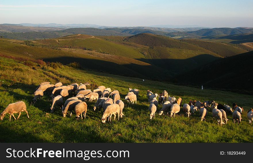 Flock of sheeps in low brown mountains in sunset hour. Flock of sheeps in low brown mountains in sunset hour