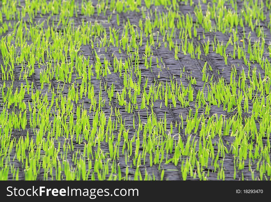 Rice seedlings grow up planting paddy. Rice seedlings grow up planting paddy