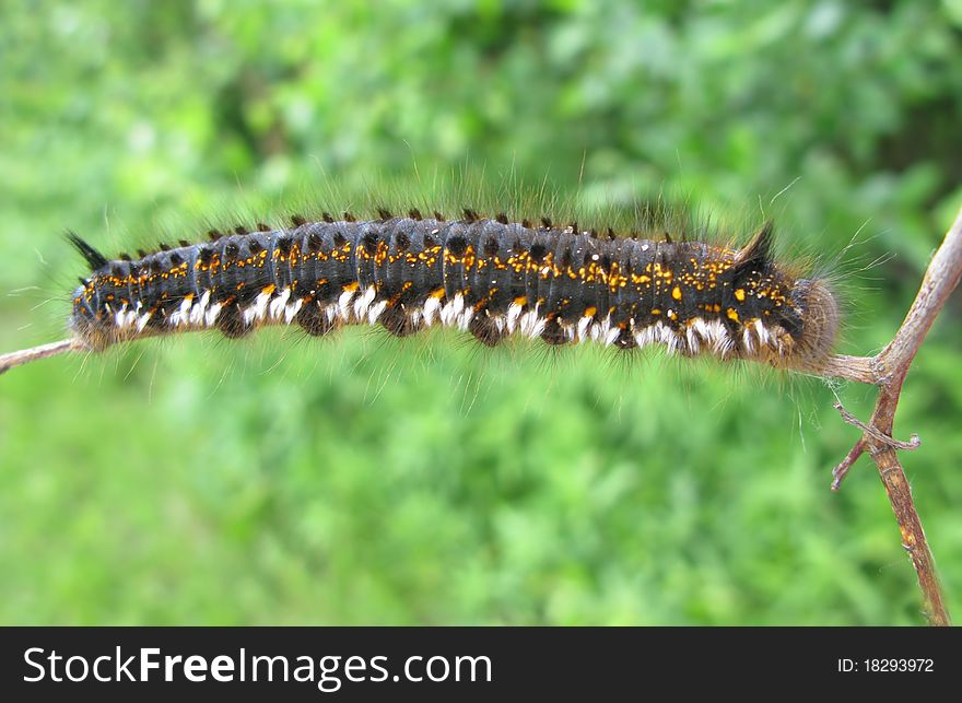 Yellow and black colored caterpillar. Yellow and black colored caterpillar