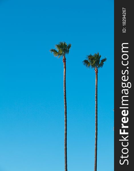 A Group of Palm Trees with Blue Sky