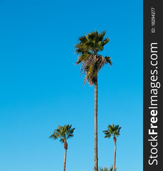 A Group of Palm Trees with Blue Sky