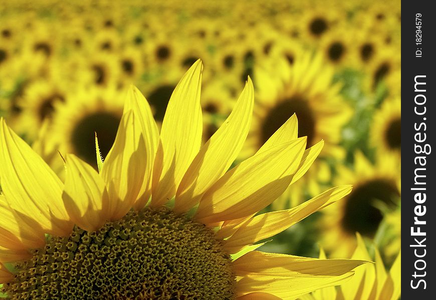 Blooming sunflower close-up on the other sunflowers