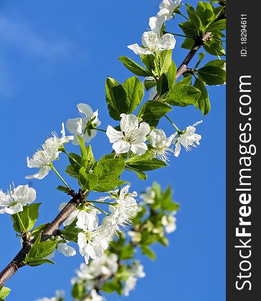 Branch of cherry blossoms against the blue sky