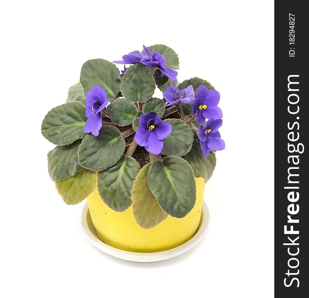 A beautiful violet flower in a yellow ceramic pot isolated on a white background. A beautiful violet flower in a yellow ceramic pot isolated on a white background
