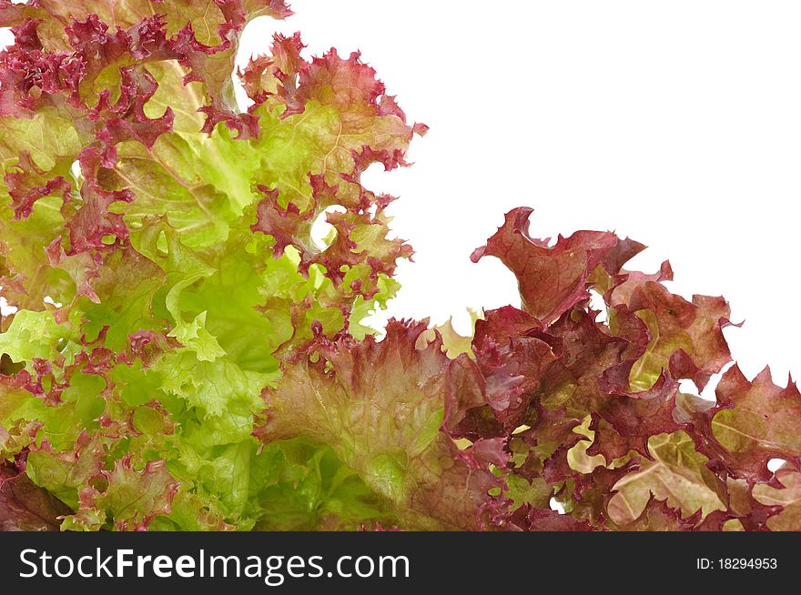 A bunch of fresh lettuce on a white background with copy space