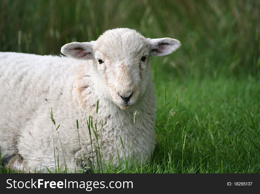 Lamb in Snowdonia National Park, North Wales