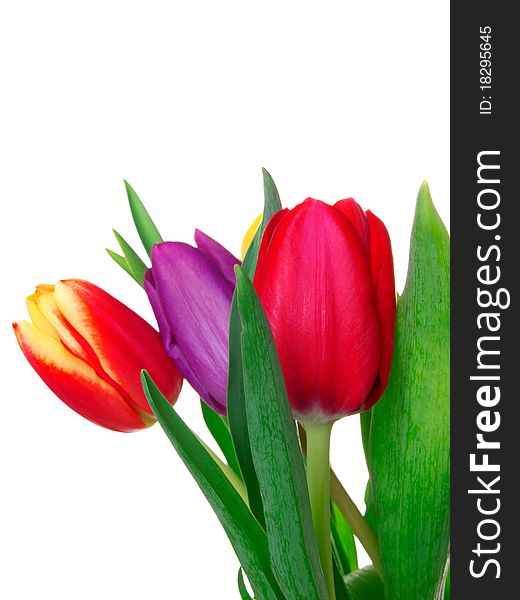 Tulips on isolated background, with room for text